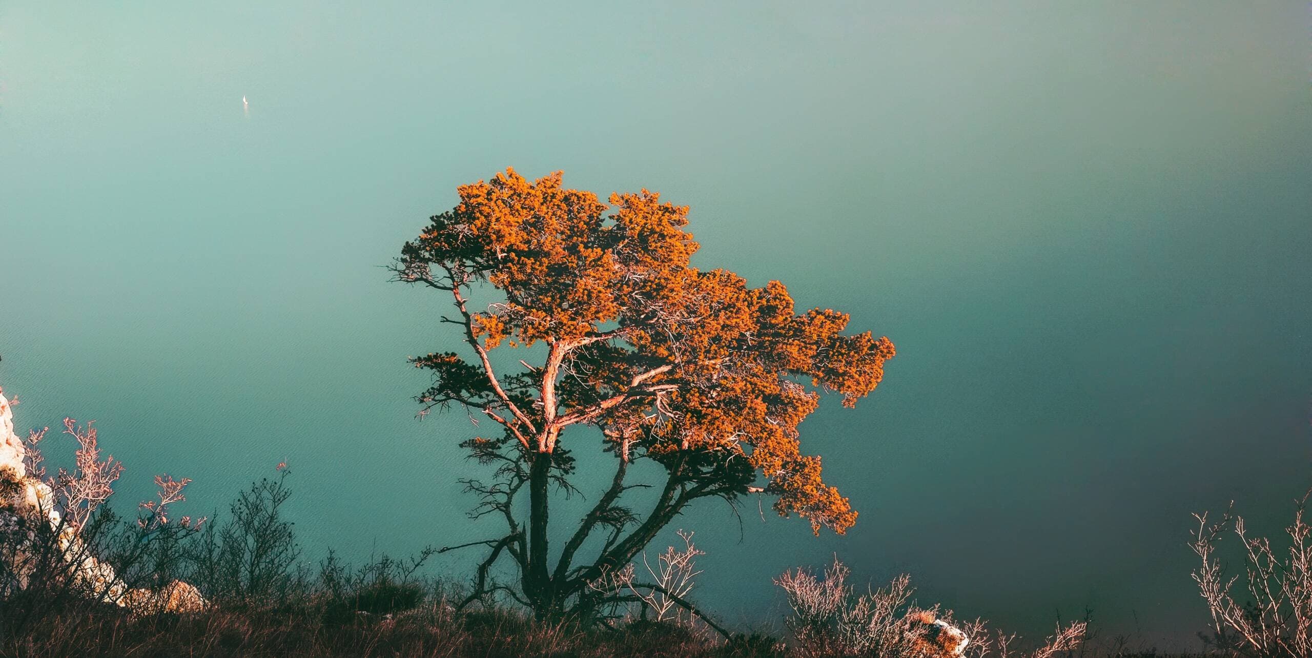 A lone tree glowing orange against still teal water